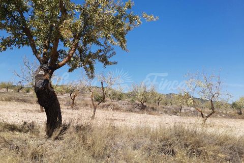 Helårsgrund i Raspay, Murcia, Raspay - € 22.900 | Ref: SF0356 - foto 10
